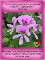 Пеларгония Сара Джейн ароматная