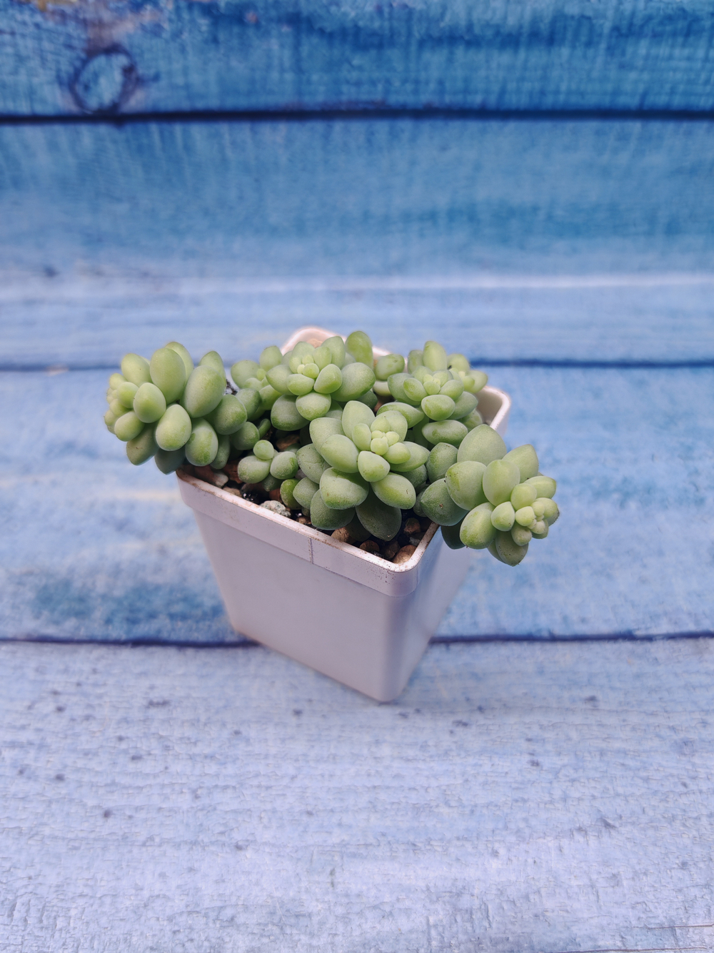 Sedum Burrito (Седум)