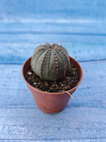 Euphorbia Obesa (Эуфорбия)