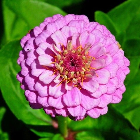 Цинния Мастер Пинк