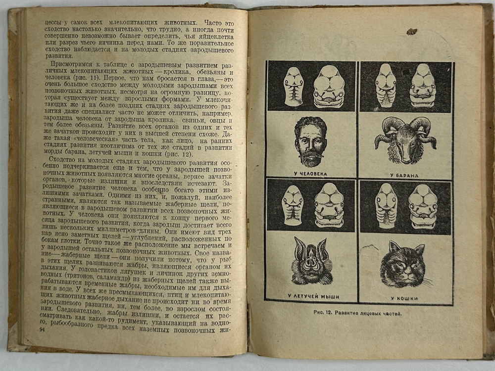 Быховский А. Расы и происхождение человека. Москва. Молодая гвардия, 1934 г.