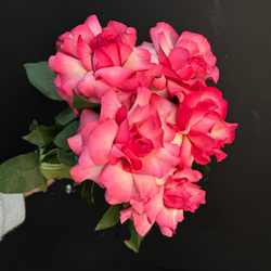 Роза Французская ярко-розовая / 1 шт