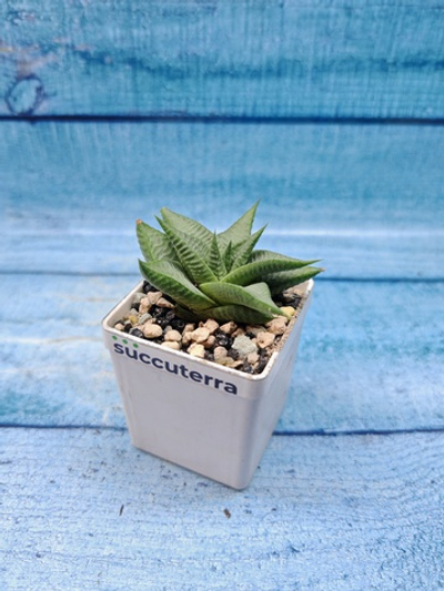 Haworthia Limifolia Roux (Хавортия)