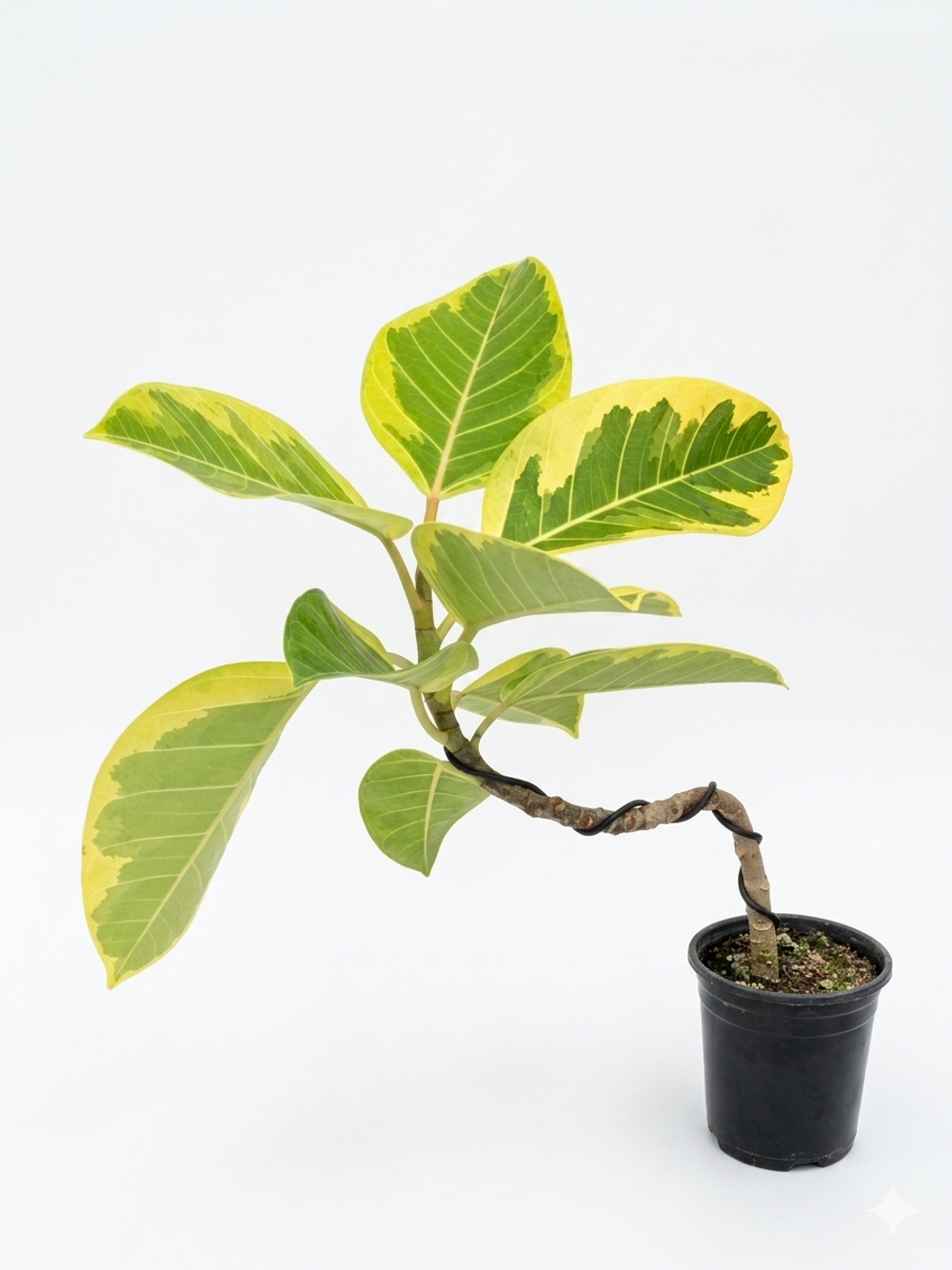 Фикус Golden Banyan д.12 вк48 шк44 г2000