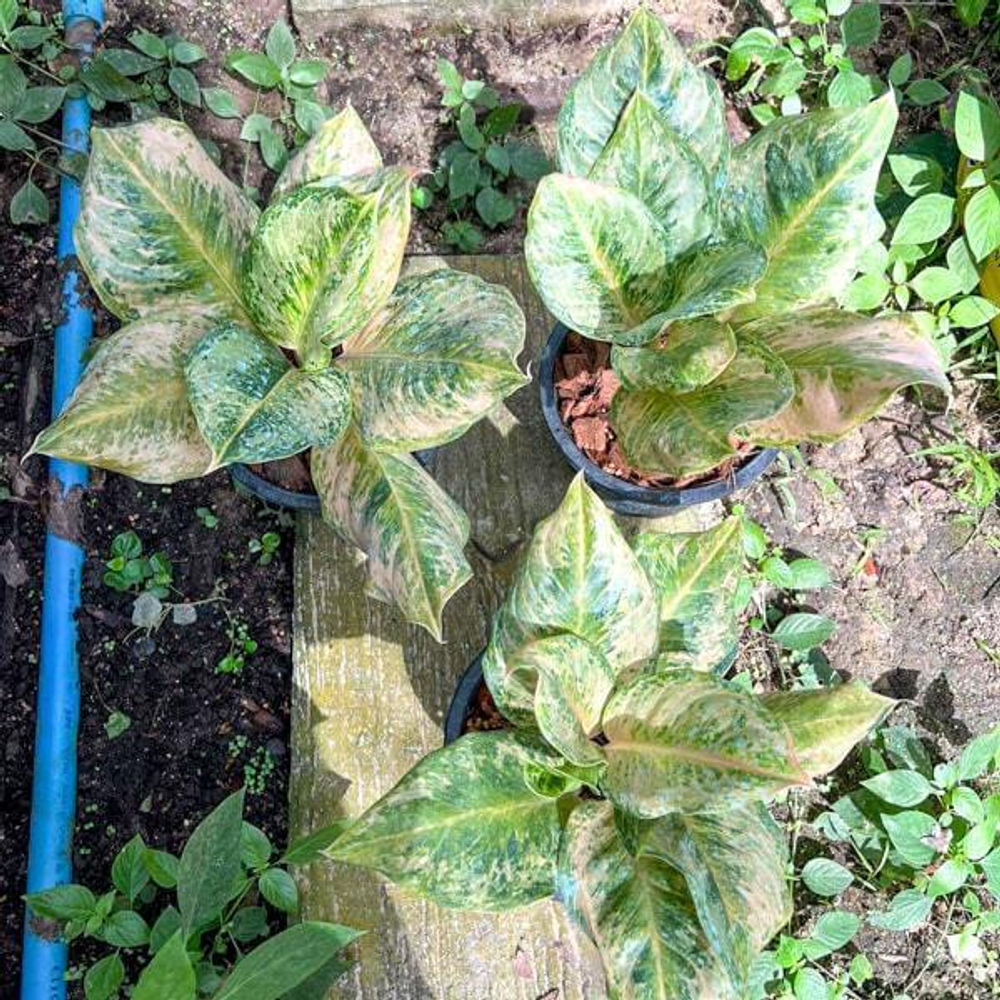 Аглаонема BOY SCOUT