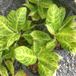 Аглаонема CHORN NGERN / SILVER SPOON