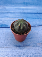 Euphorbia Obesa (Эуфорбия)