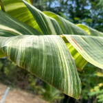 Банан вариегатный TANEE