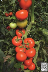 Тойво F1 семена томата индетерминантного (Bejo / Бейо)