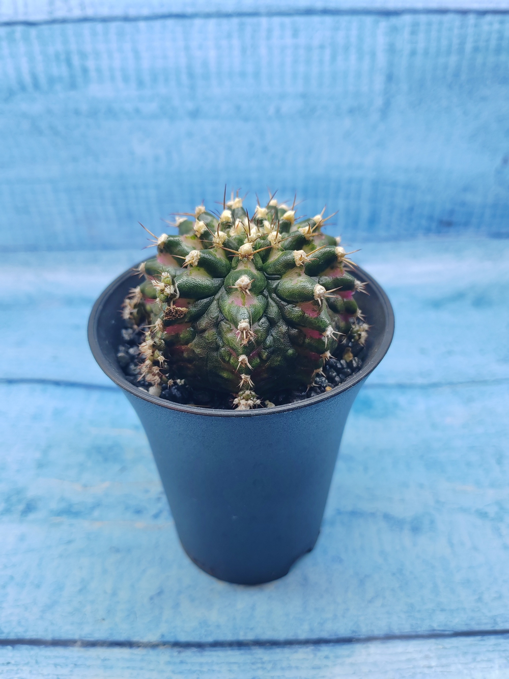 Gymnocalycium T-Rex Pink hybride (Гимнокалициум T-rex)