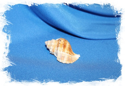 Ракушка Линателла Каудата (Linatella caudata), 5-6см, 1шт.