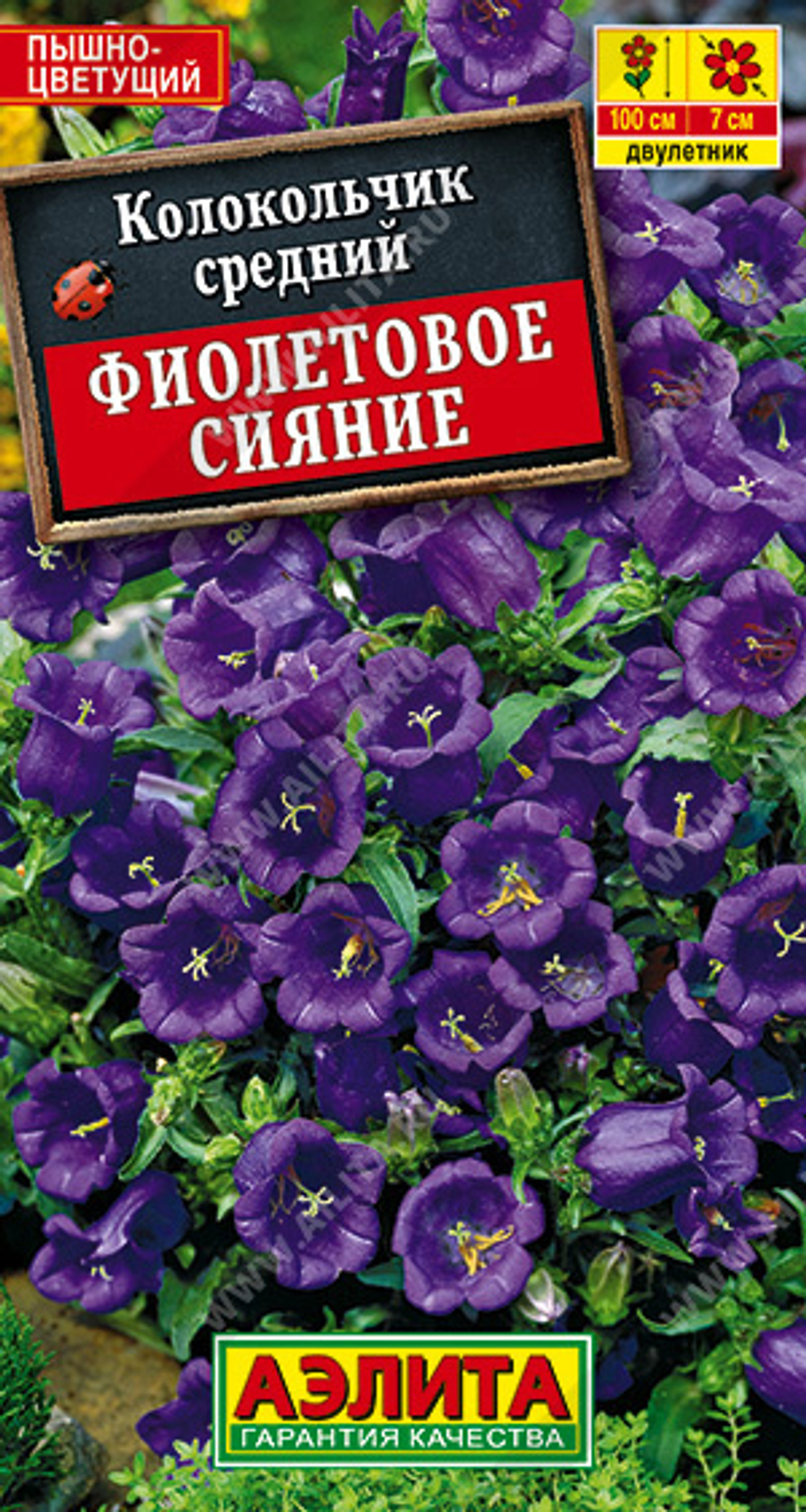 Колокольчик средний Фиолетовое сияние