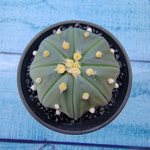 Astrophytum Asterias (Астрофитум)
