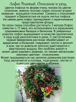 Лофос Розовый ампельная глоксиния