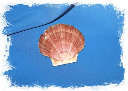 Гребешок Пектен Албикан плоская створка, 9-11см, 1шт