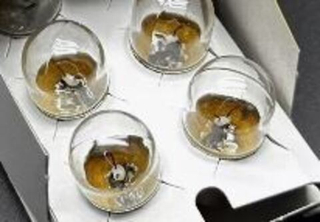 Автолампа  Р 12- 5 (R5W) габарит (BA15s) Narva (17171)к*