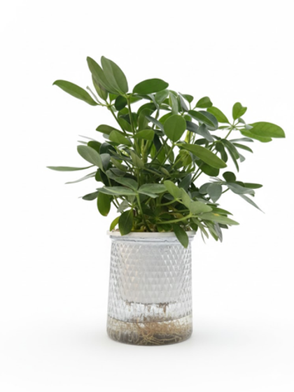 Шеффлера д.11, в горшке с автополивом