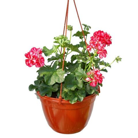 Герань Аял в кашпо Гейм h40см