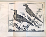 "Орнитология или метод, содержащий разделение птиц на отряды. (Ornithologie ou methode contenant la division des oiseaux en ordres)". Mathurin-Jacques Brisson (Матюрен-Жак Бриссон). 0г.