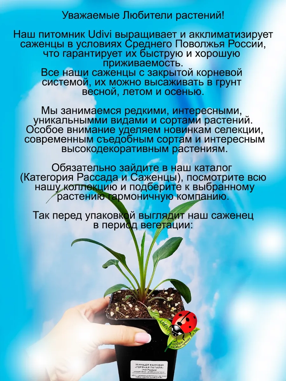 Эхинацея Горячая папайя Хот папайя
