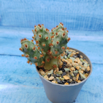 Tephrocactus Molinensis Red Glochids (Тефрокактус)