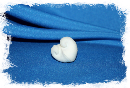 Обычное сердце (Meiocardia vulgaris)