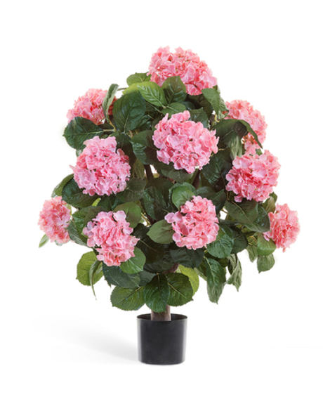 Гортензия куст Макси розовый в горшке