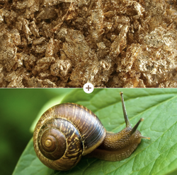 Gold Snail Hydra Firming Cream