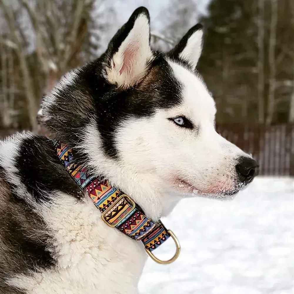 широкий ошейник для средних и крупных собак дизайнерский инди