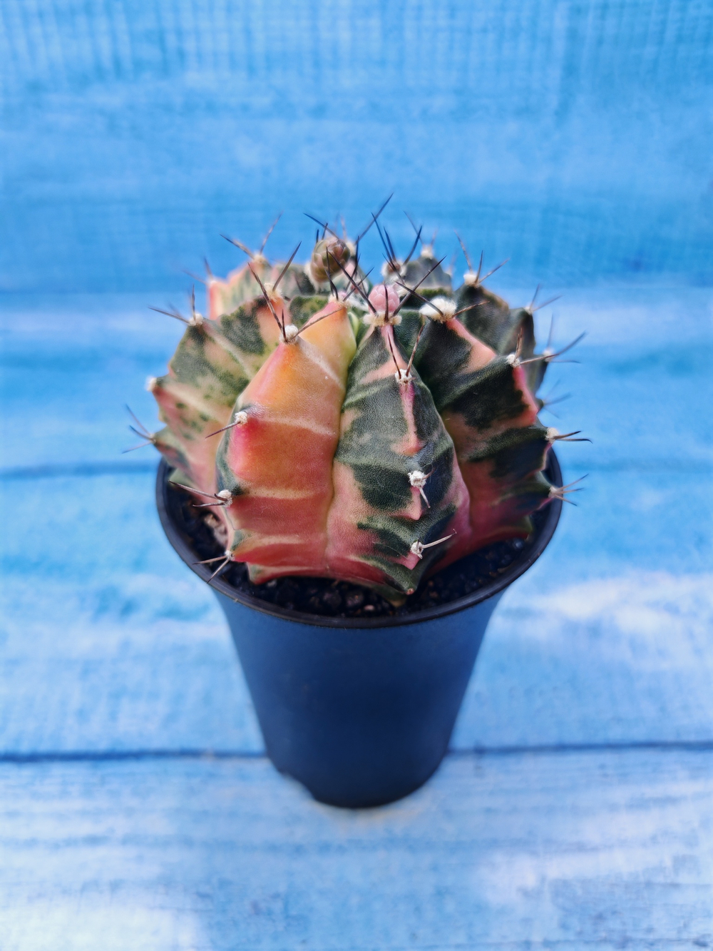 Gymnocalycium Variegata (Гимнокалициум Вариегатный)