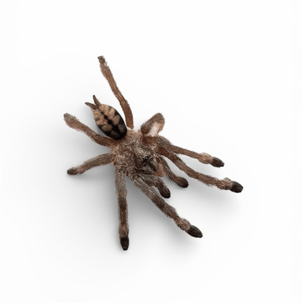 Паук-птицеед Psalmopoeus cambridgei (Тринидадский шеврон)