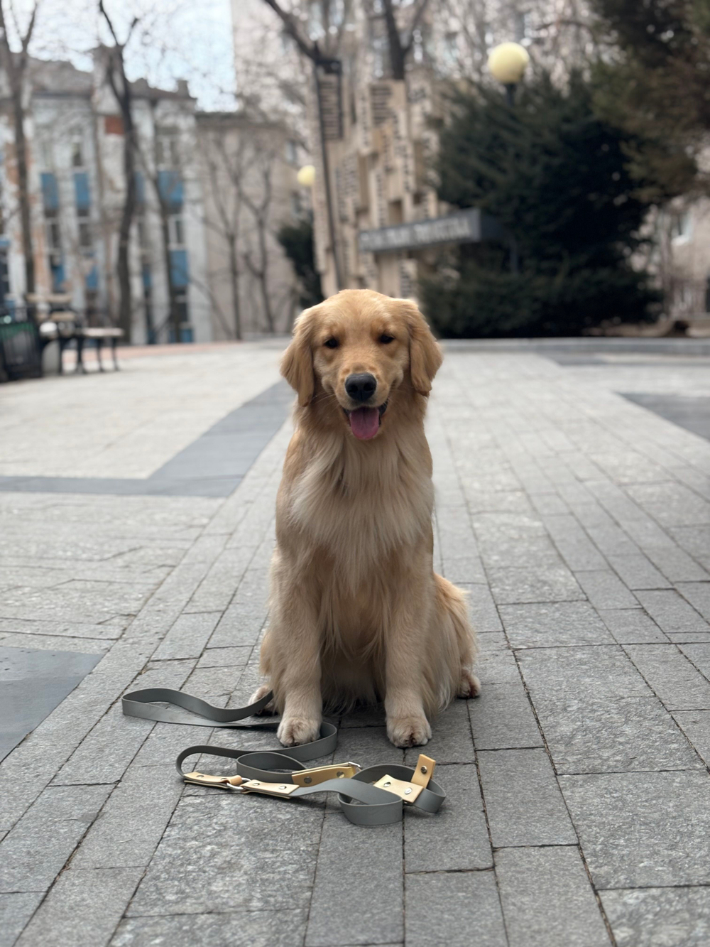 Перестёжка для собак , с ручкой перехват биотан 7 м , 25 мм. Серый и шимер блестящий золотой