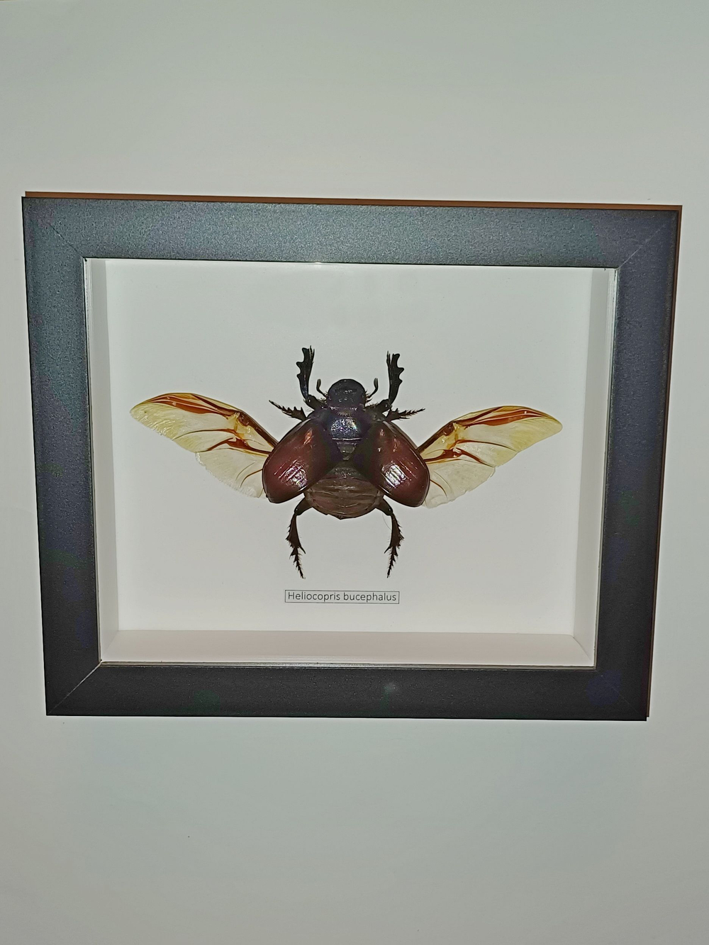 Жук Heliocopris bucephalus в рамке