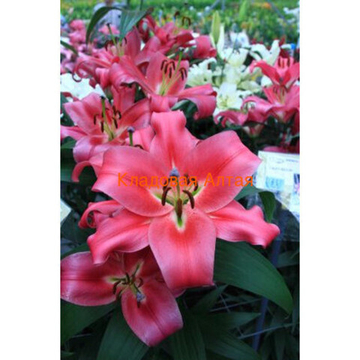 Лилия Федора