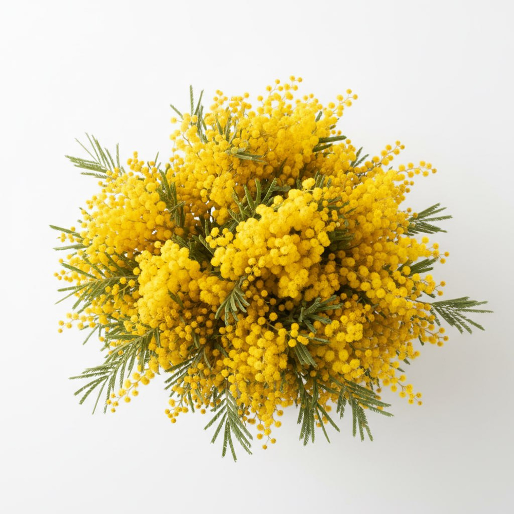 Мимоза желтая