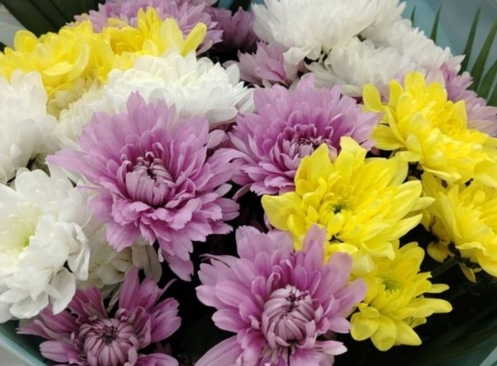 Букет 7 хризантем Зембла, оформление лента