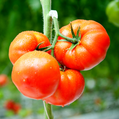 Бородино F1 семена томата индетерминантного (Гавриш)