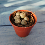 Lithops sp. (Литопсы)