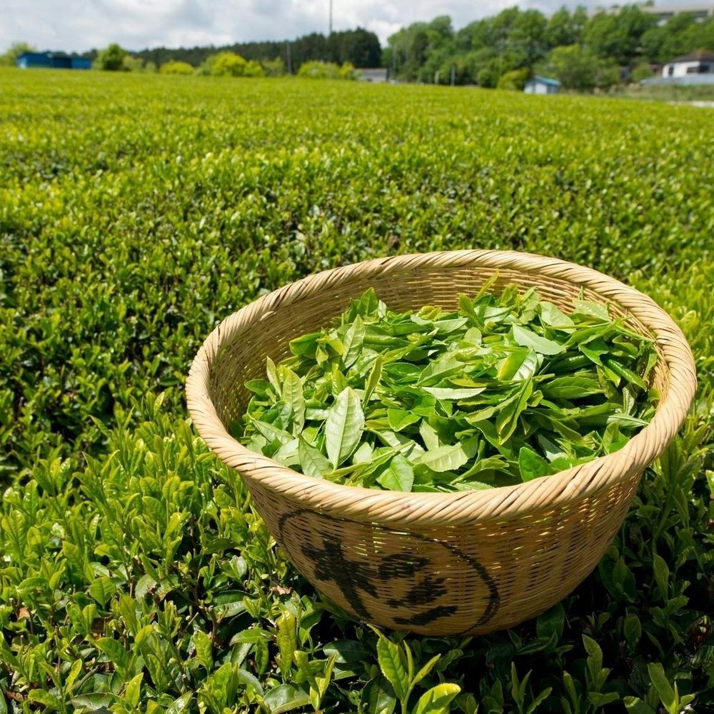 Чай зеленый Black dragon с женьшенем 100 г