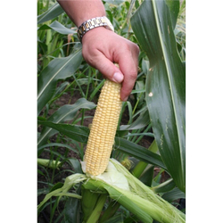 Кукуруза Свит Наггет F1 (50шт)  Витагрин Профи