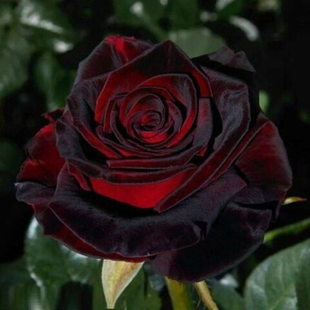 Роза чайно-гибридная Блэк Баккара/Black Baccara