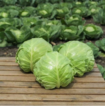 Капуста Сапсан