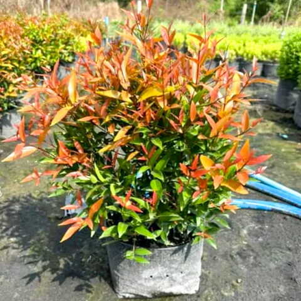 Сизигиум южный – Syzygium australe