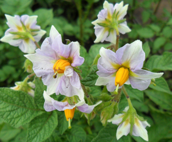 Цветок картофеля