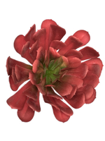 Суккулент 115 красный