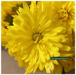 купить хризантема мультифлора шаровидная желтая