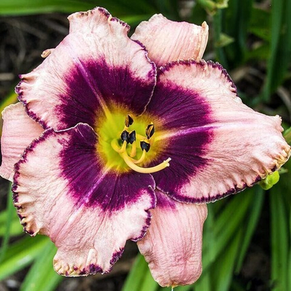 Лилейник Деринг Десепшен