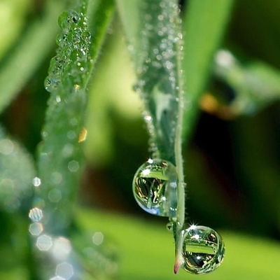 Отдушка Eucalypt Forest (Эвкалиптовый лес)