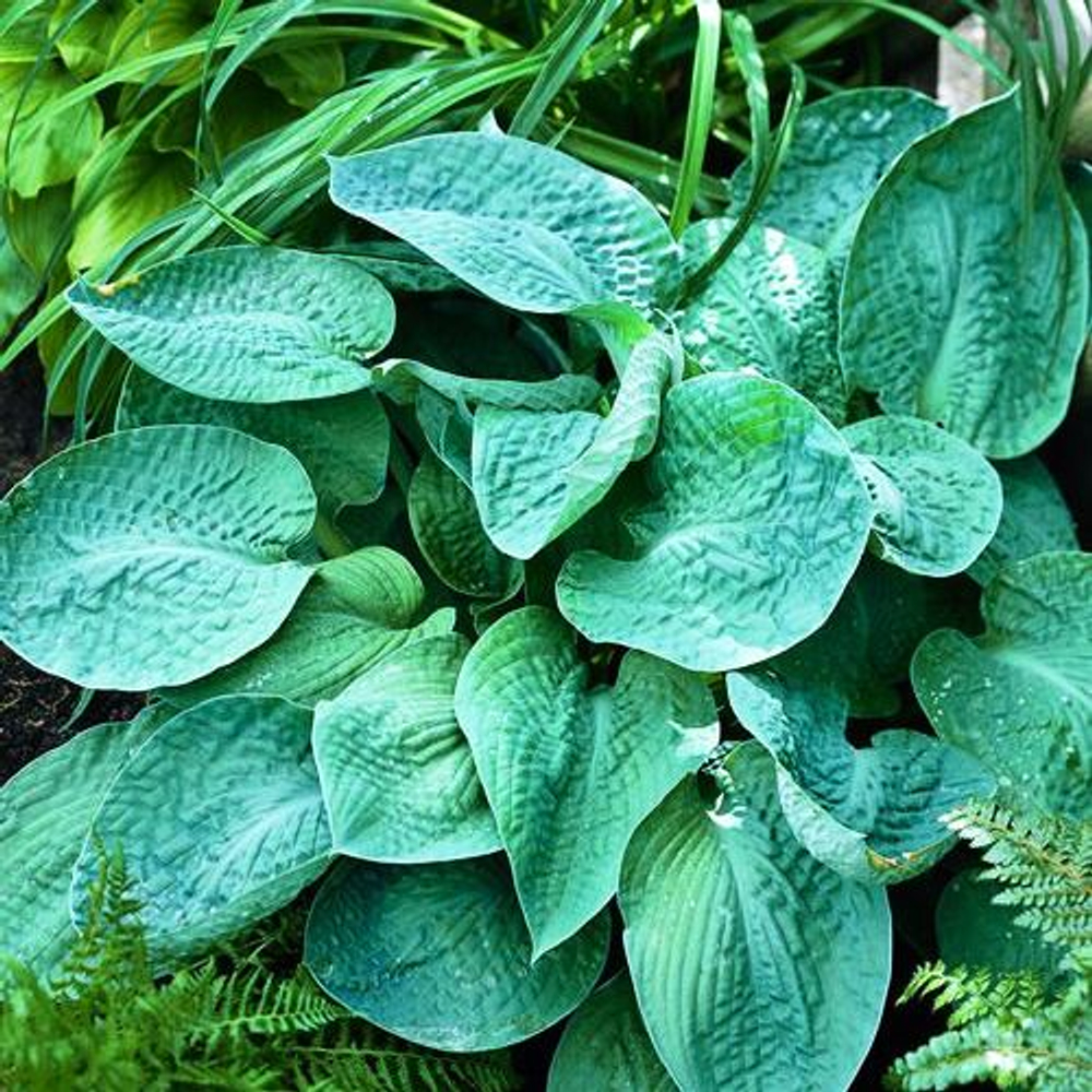 Хоста Блэк Хиллс