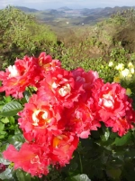 Роза шраб Мейян Декор Арлекин